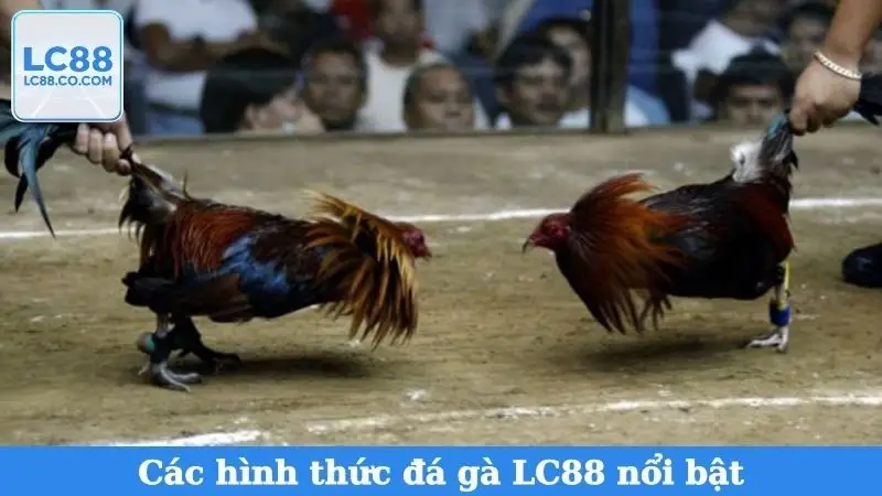 Các hình thức đá gà LC88 nổi bật